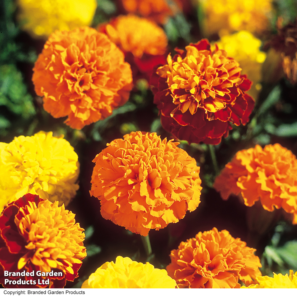 French Marigold 'Boy O'Boy Mixed' - Seeds image