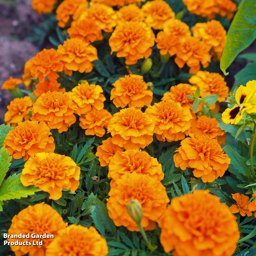 French Marigold 'Orange Winner' - Seeds image