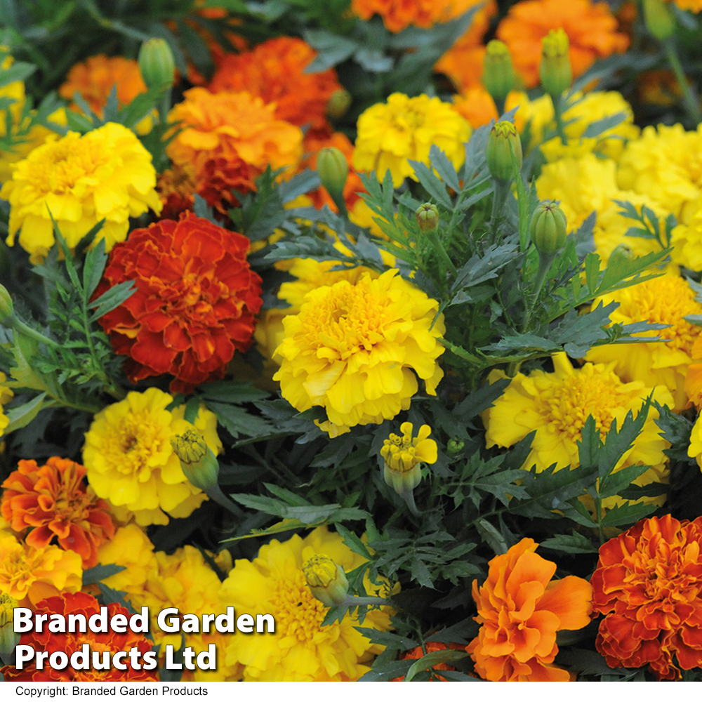 Marigold F1 'Zenith Mixed' image