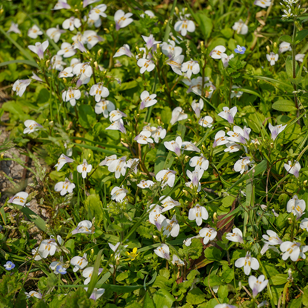 Mazus reptans 'Alba' image