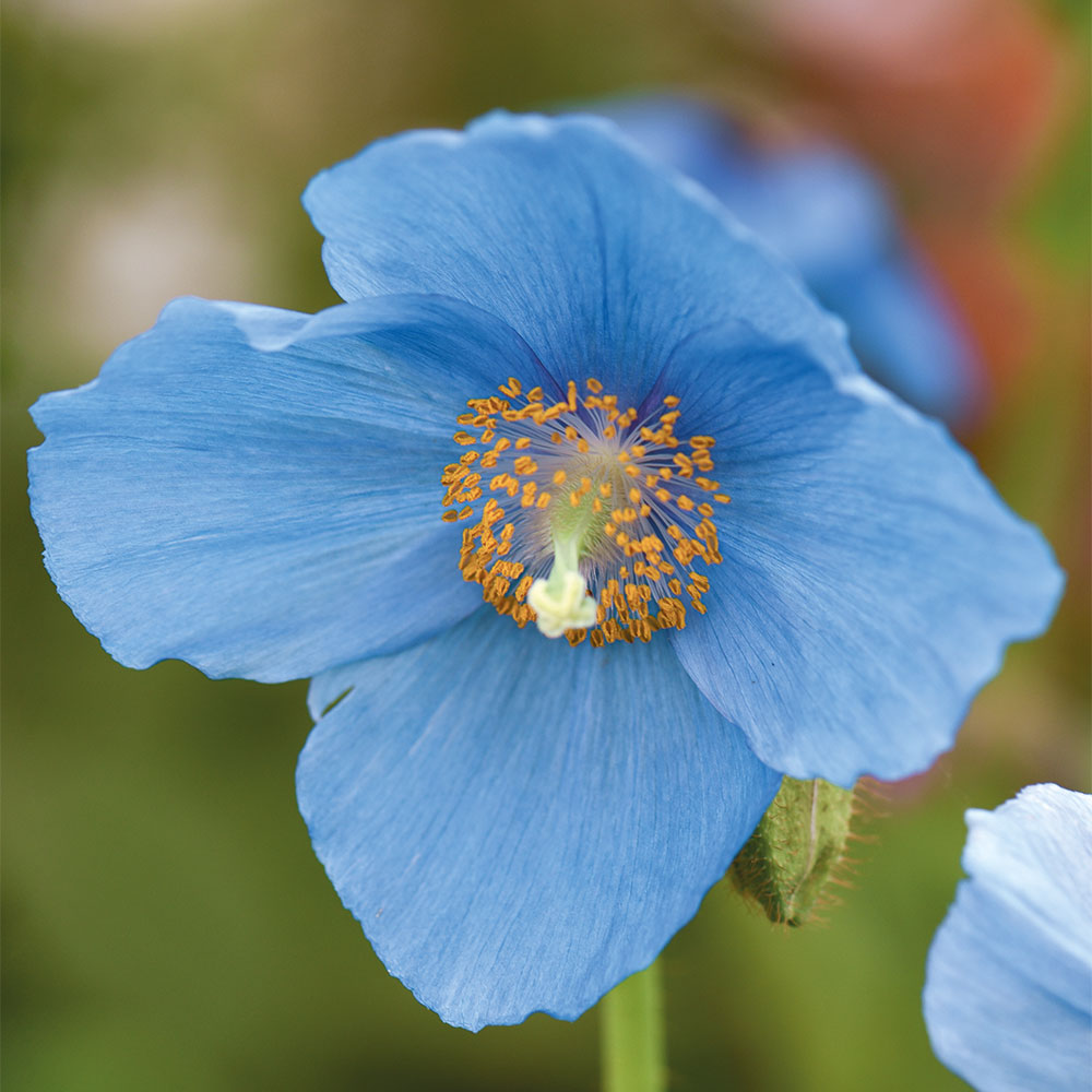 Meconopsis 'Lingholm' image