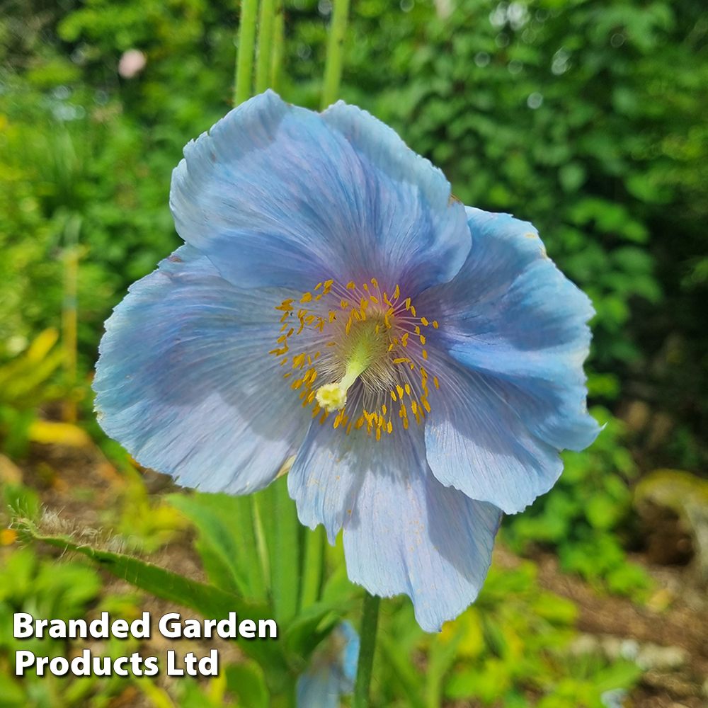 Meconopsis 'China Blue' image