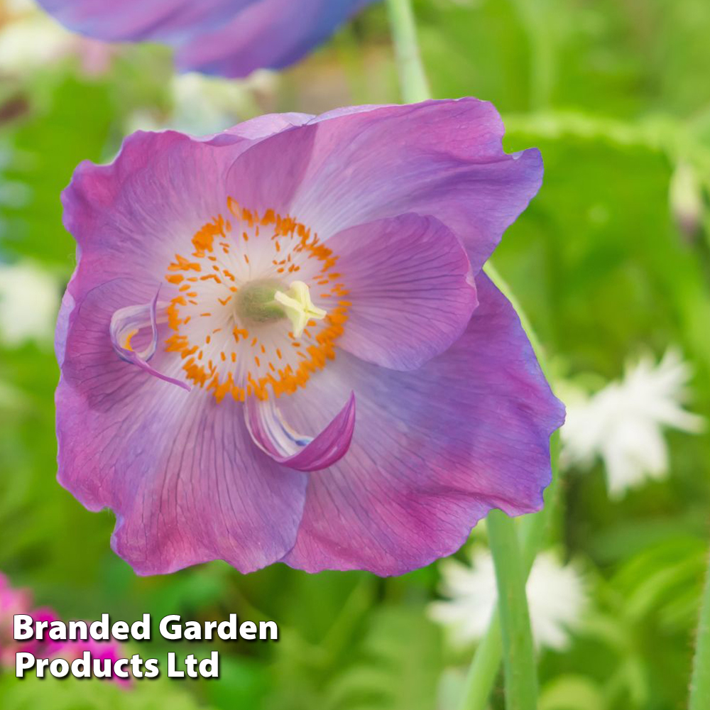 Meconopsis baileyi 'Hensol Violet' image