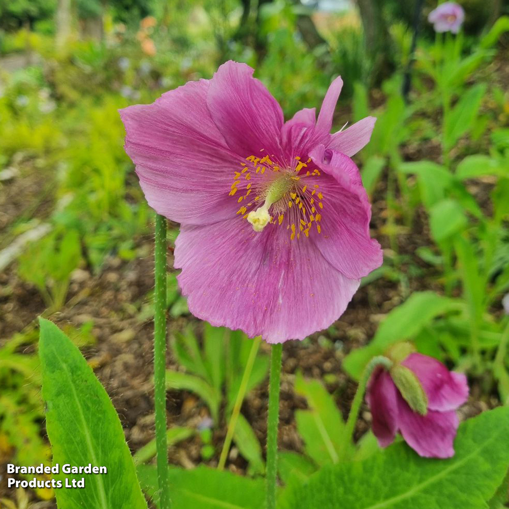 Meconopsis baileyi 'Hensol Violet' image