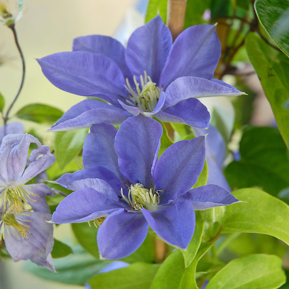 Clematis 'Fujimusume' image