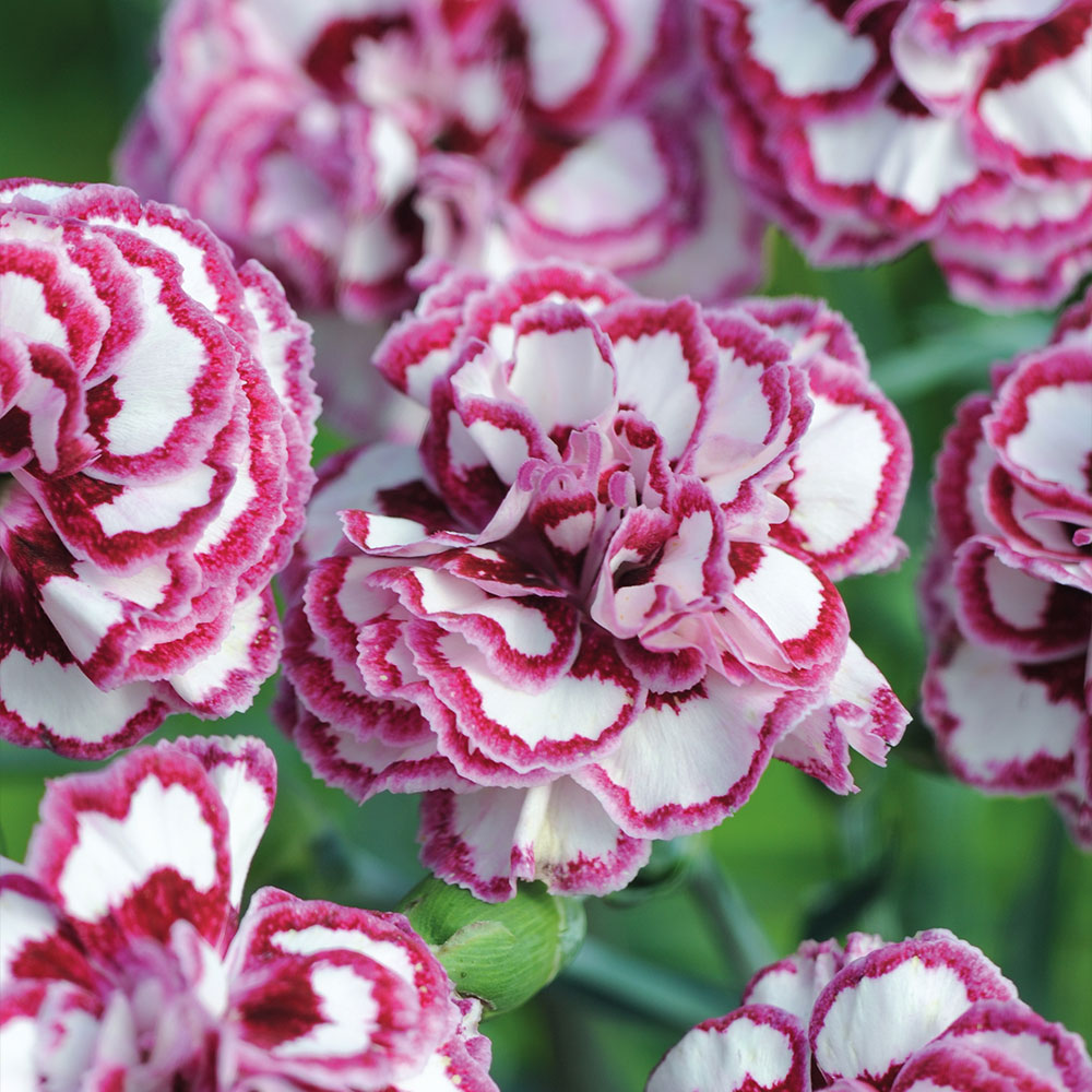 Dianthus 'Gran's Favourite' image