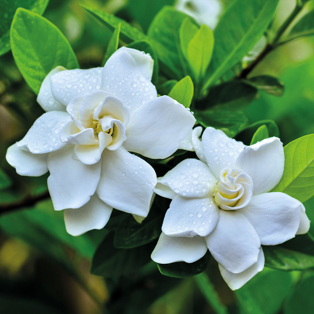 Gardenia 'Crown Jewels' image