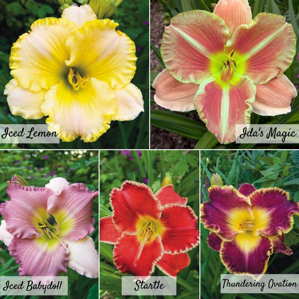 Hemerocallis Light Collection image