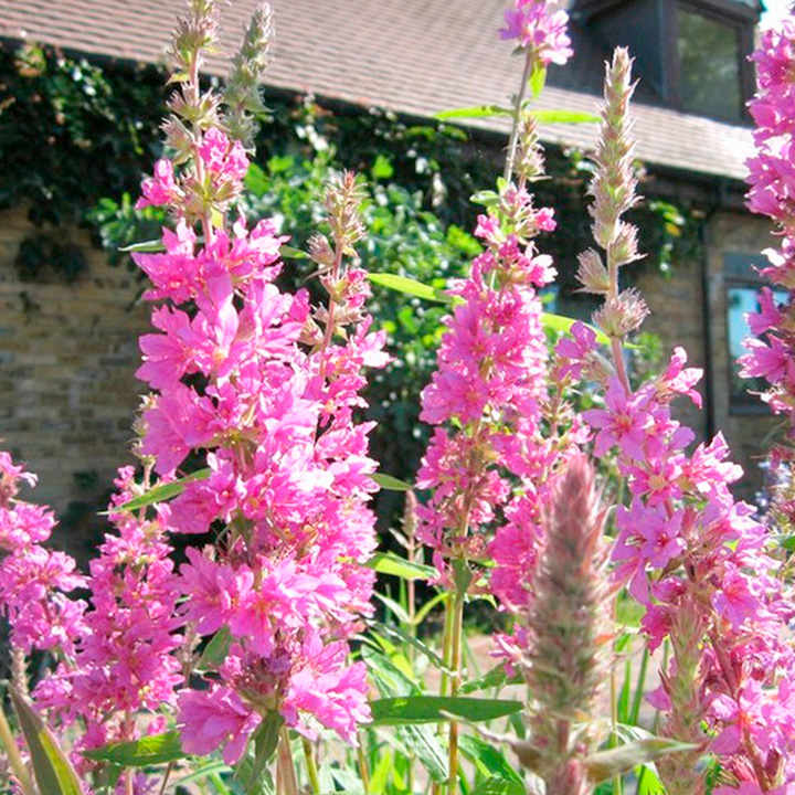 Lythrum salicaria (Marginal Aquatic) image