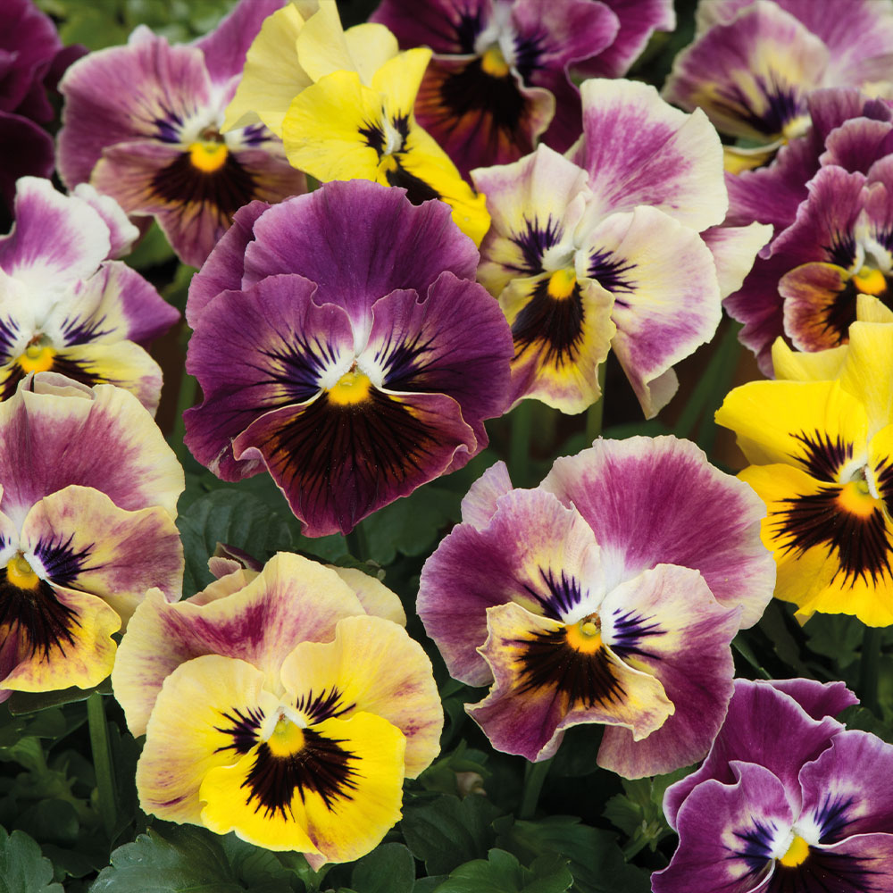 Pansy 'Frizzle Sizzle Fire' image