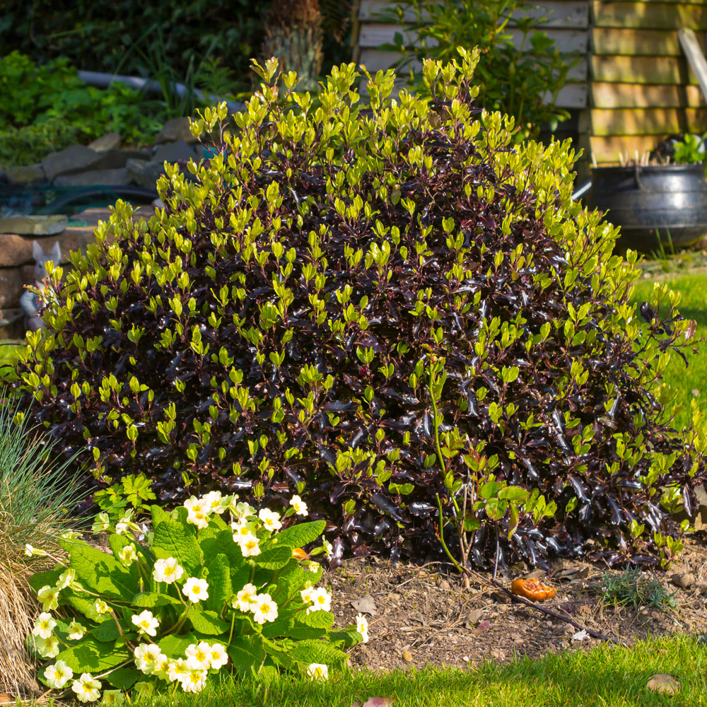 Image of Pittosporum tom thumb companion plants Salvia