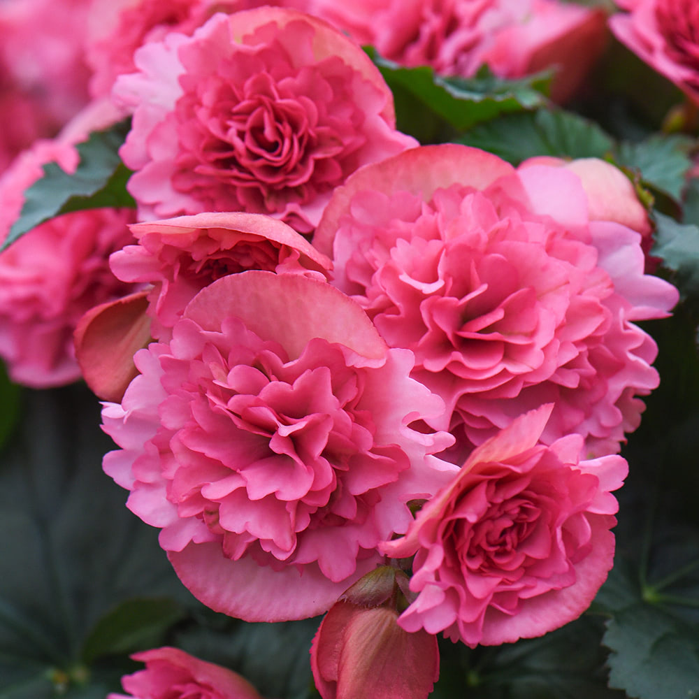 Begonia elatior 'Frivola Pink' image