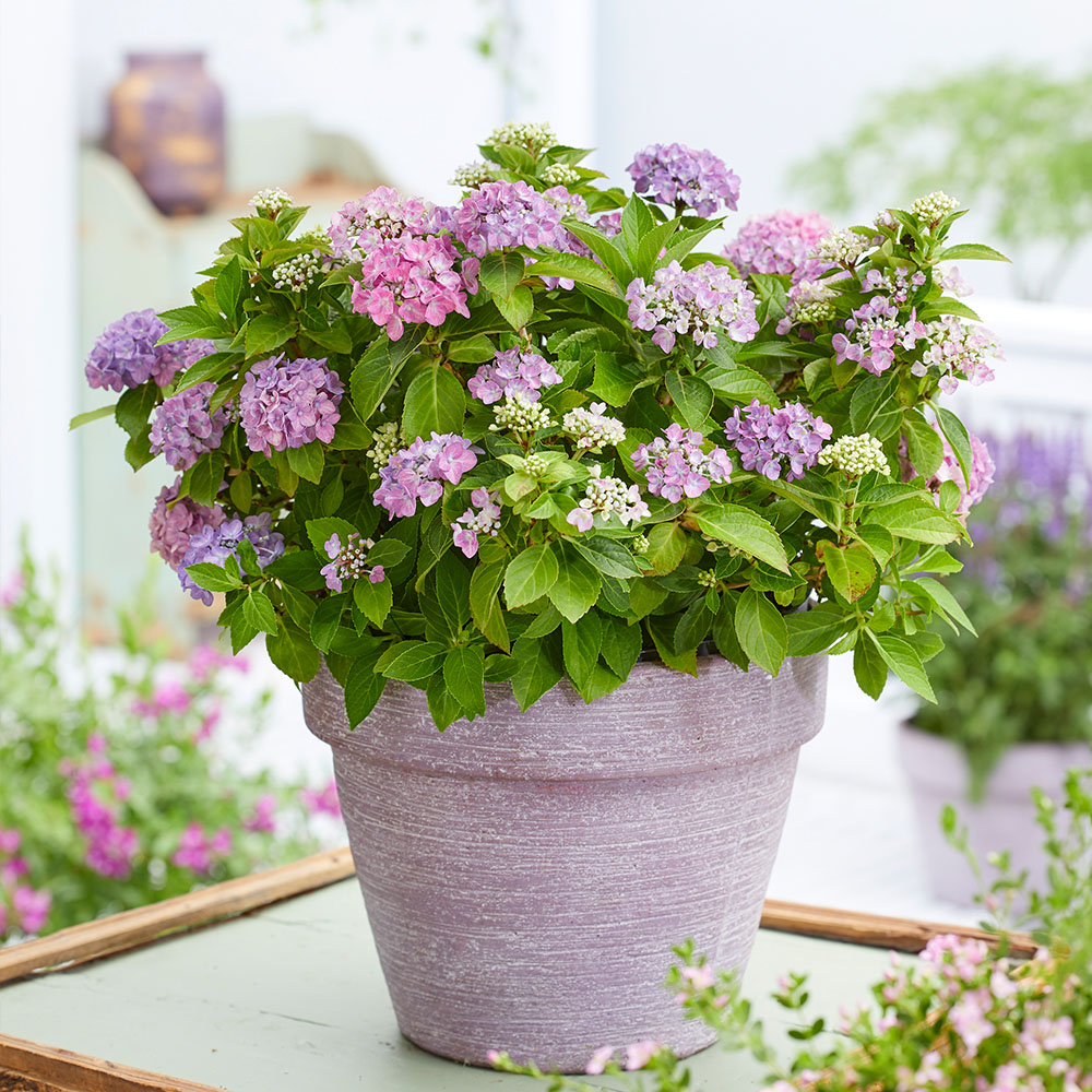 Hydrangea macrophylla 'Hortbux' image