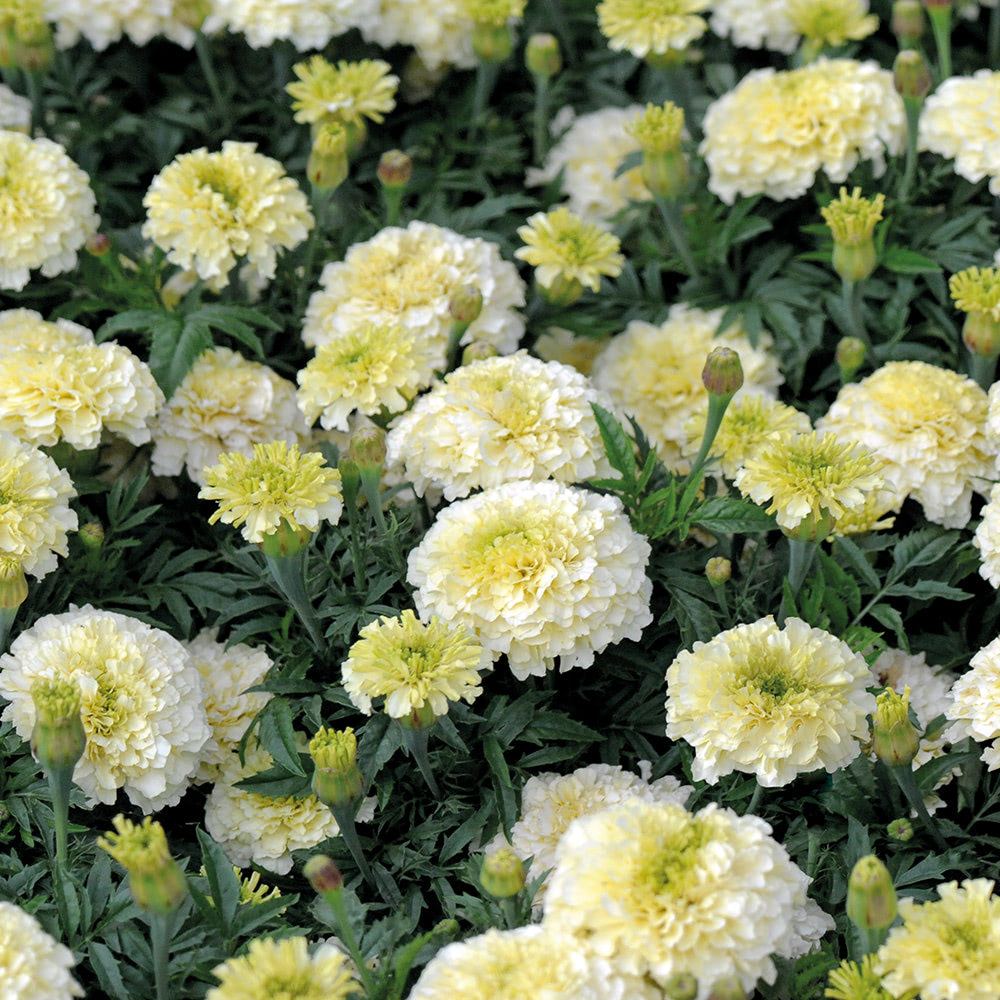 Marigold 'French Vanilla' F1 Hybrid image