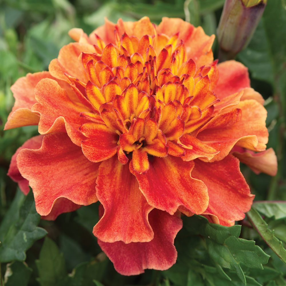 Marigold 'Strawberry Blonde' image