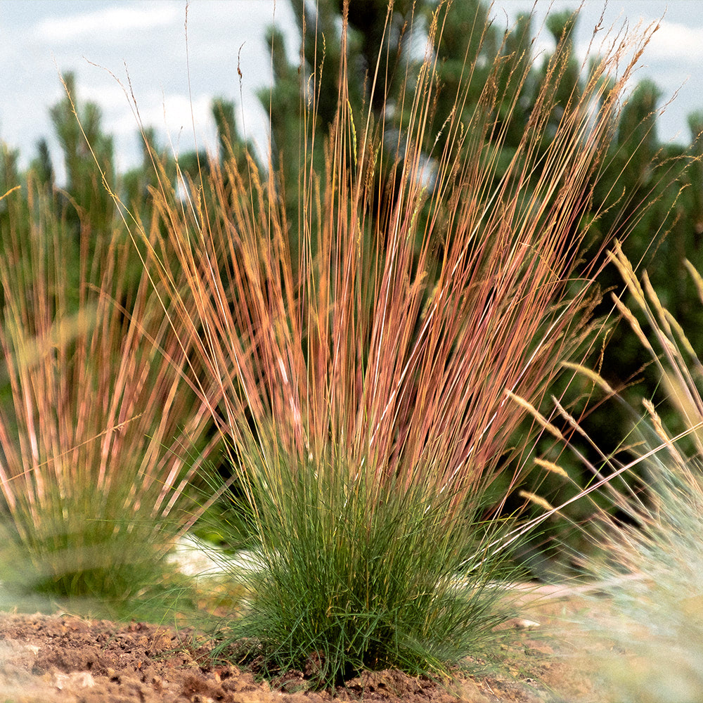 Festuca 'Sunrise' image