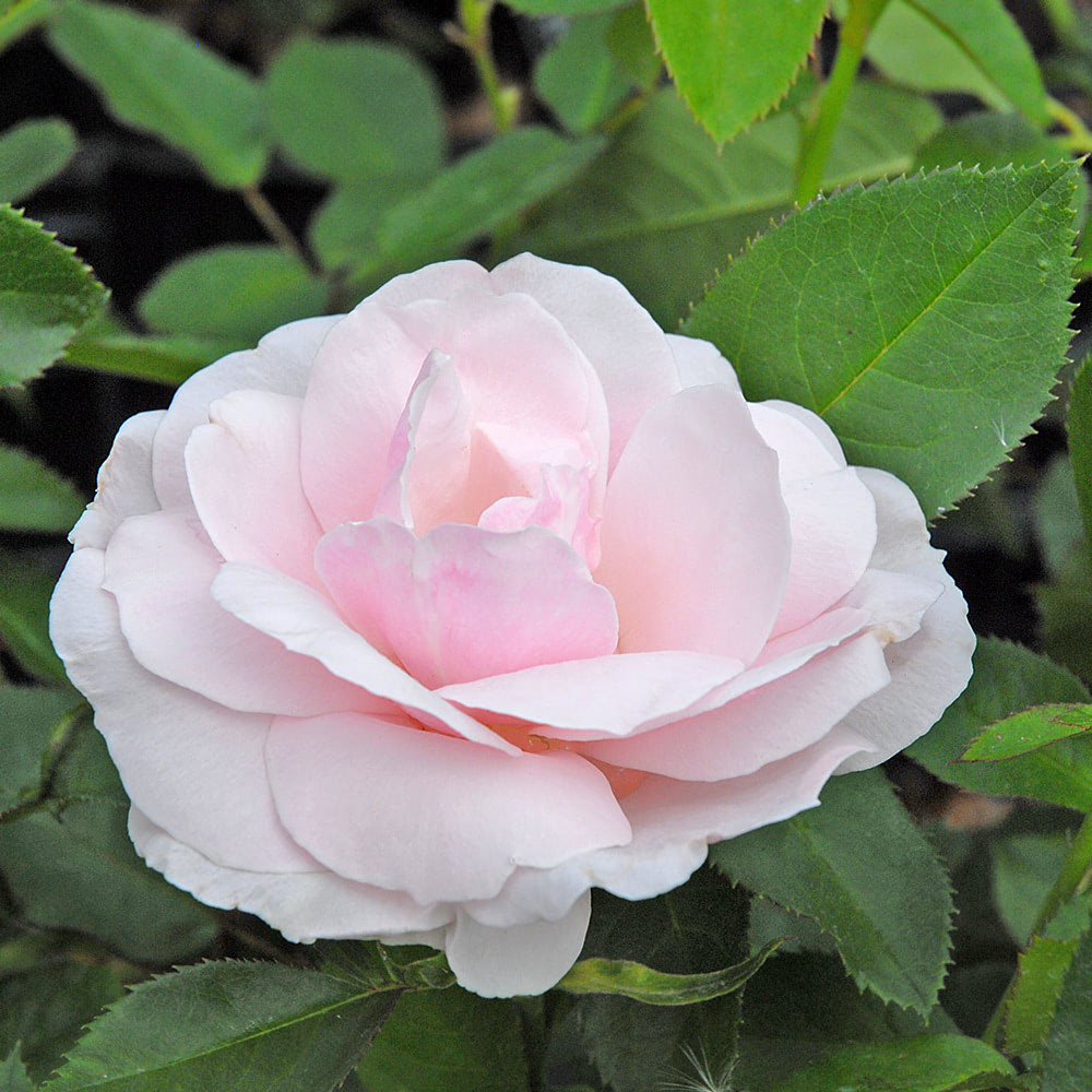 Rose 'Many Happy Returns' (Floribunda Rose) image