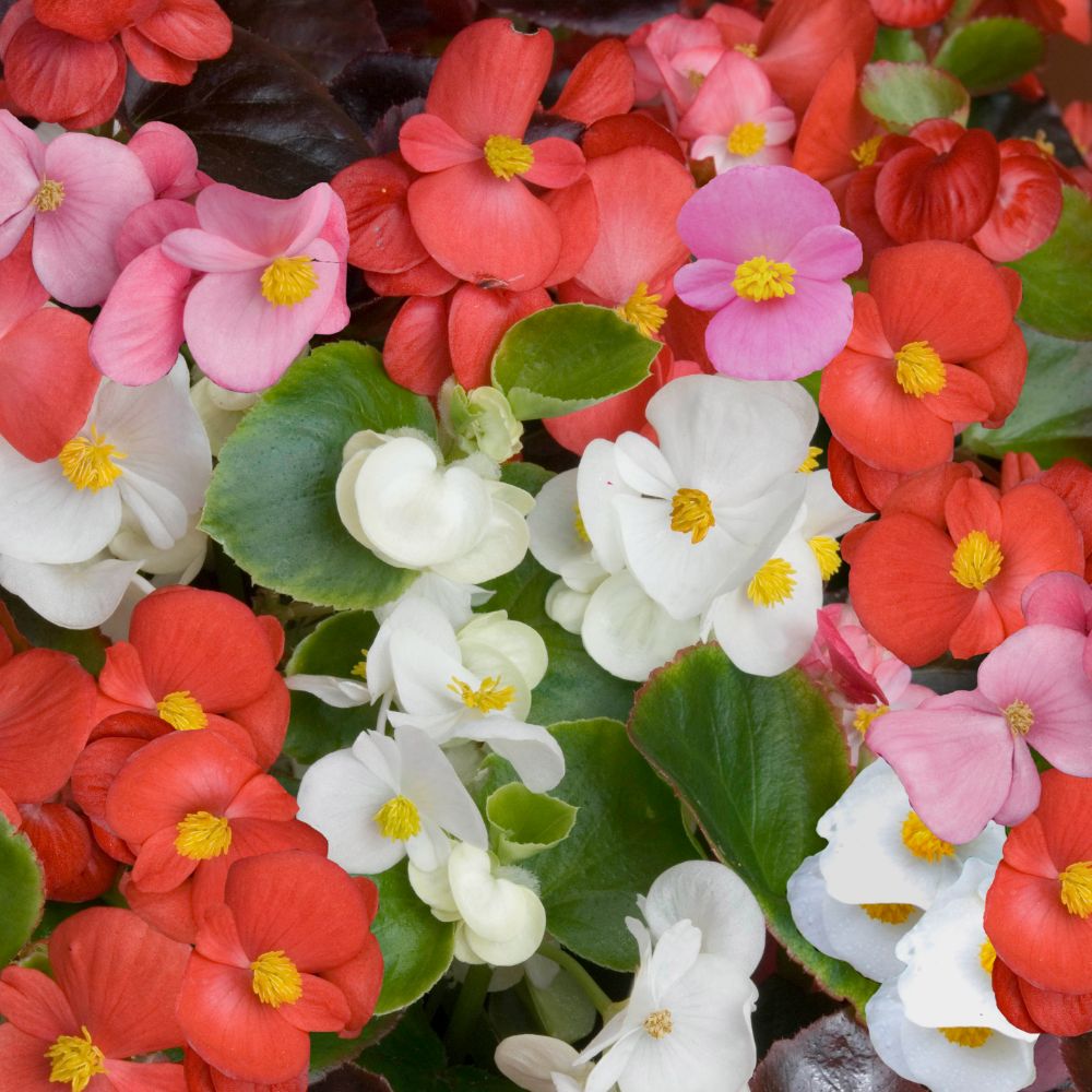 Begonia semperflorens 'Organdy Mixed' F1 Hybrid image