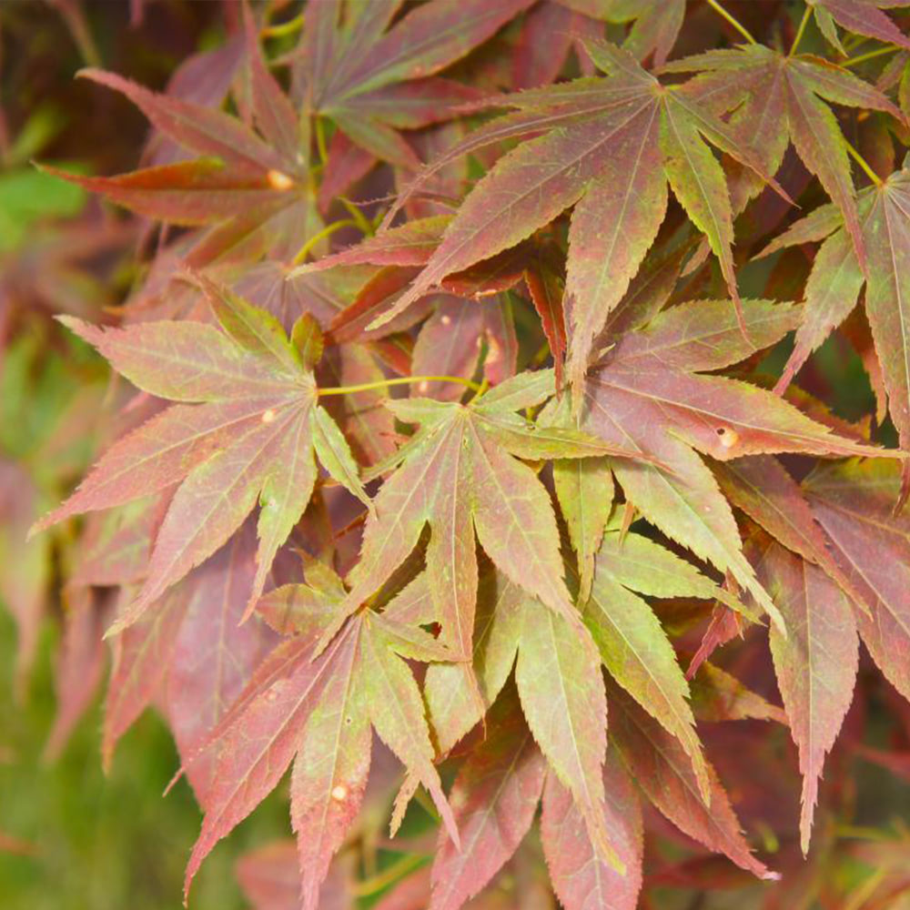 Acer palmatum image