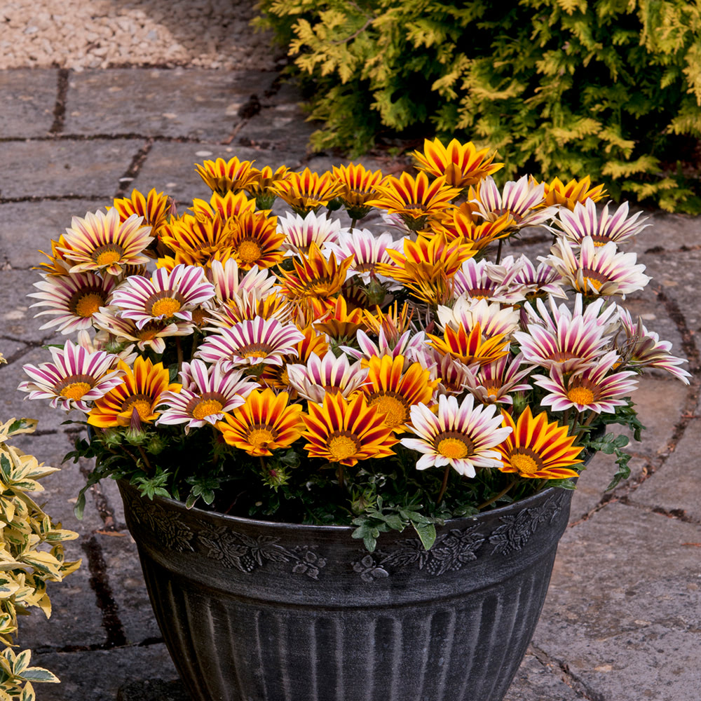 Gazania 'Tiger Stripes Mixed' image