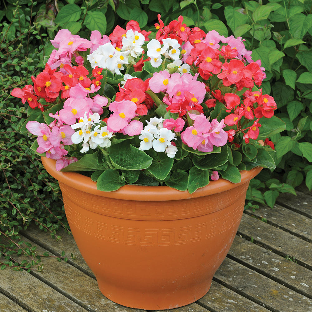 Begonia semperflorens 'Lotto Mixed' image