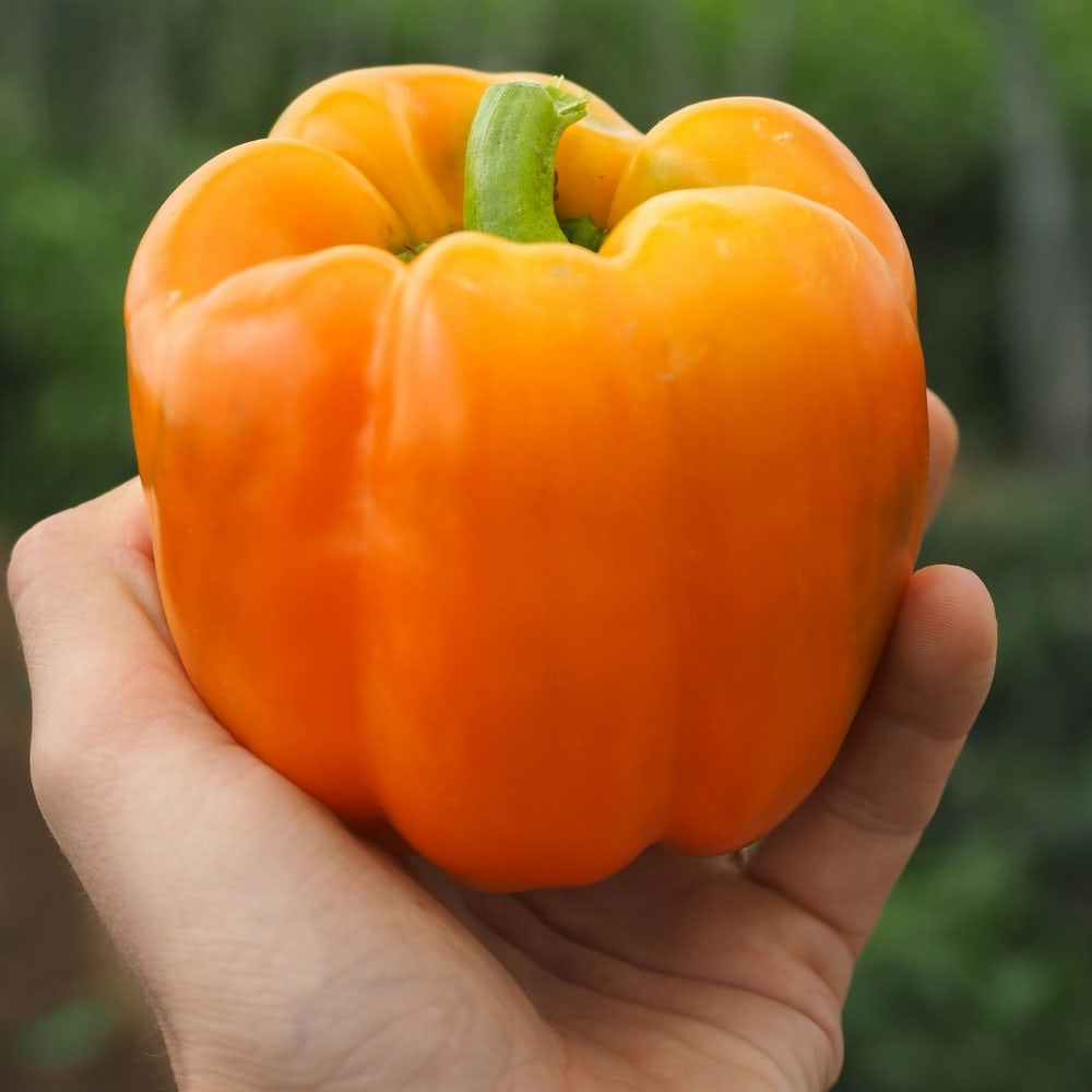 Sweet Pepper 'Eternity' (Grafted) image