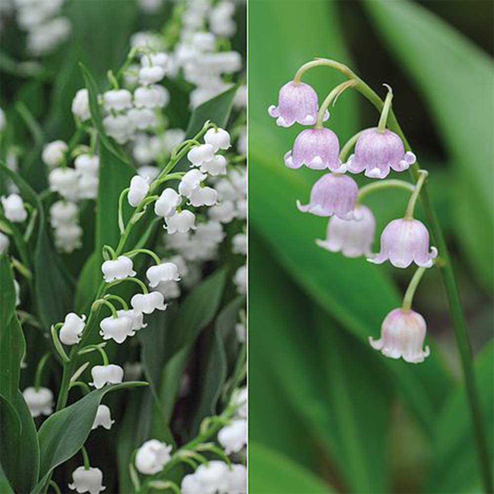 Lily of the Valley Collection image