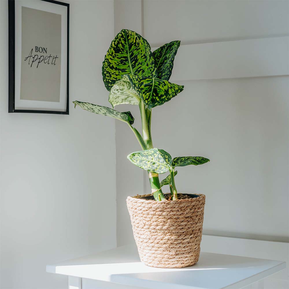 Dieffenbachia 'Reflector' image