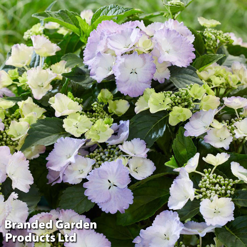 Hydrangea 'Angel Wings Blue' image