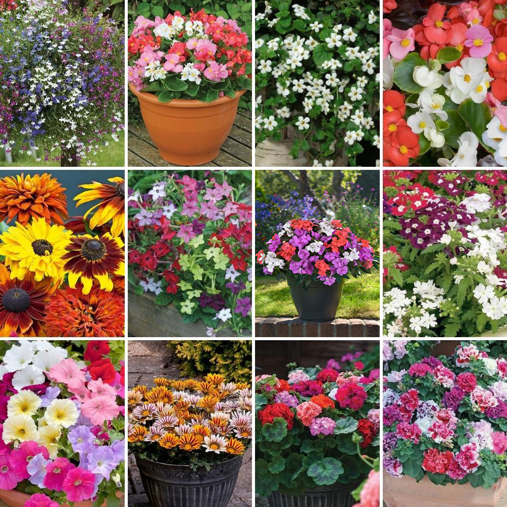 Bumper Garden Collection image