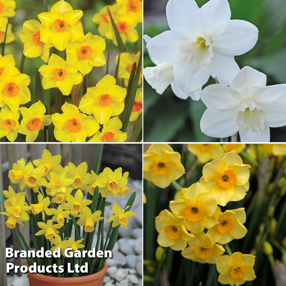 Narcissus Collection image