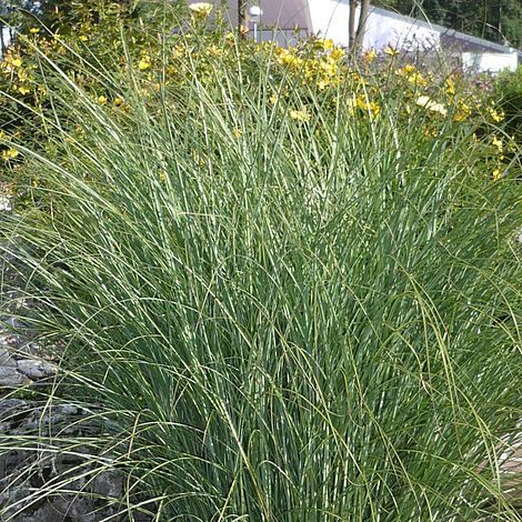 Miscanthus sinensis 'Gracillimus' image