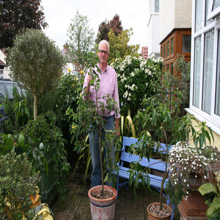 Patio Fruit Tree Plum Victoria Trees Dobies Patio Fruit Tree Plum Victoria, Patio Fruit Trees In Containers Uk
