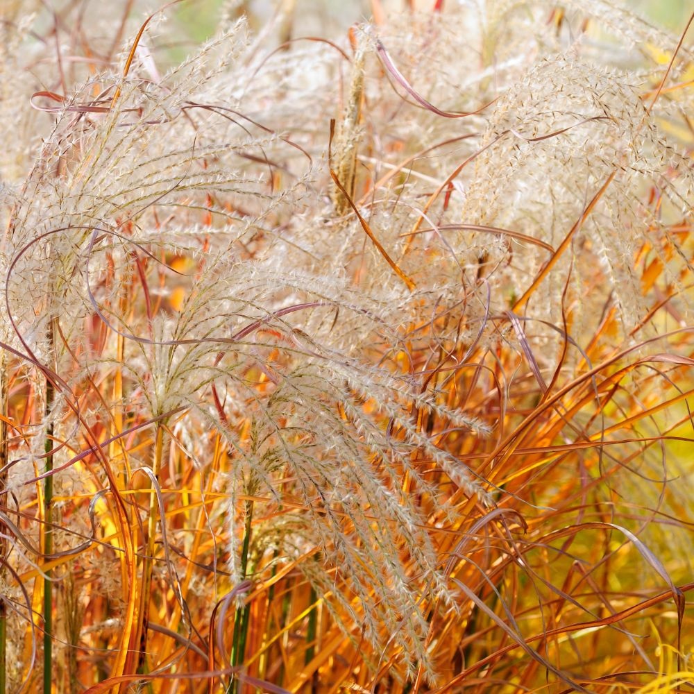 Miscanthus 'Indian Summer' image