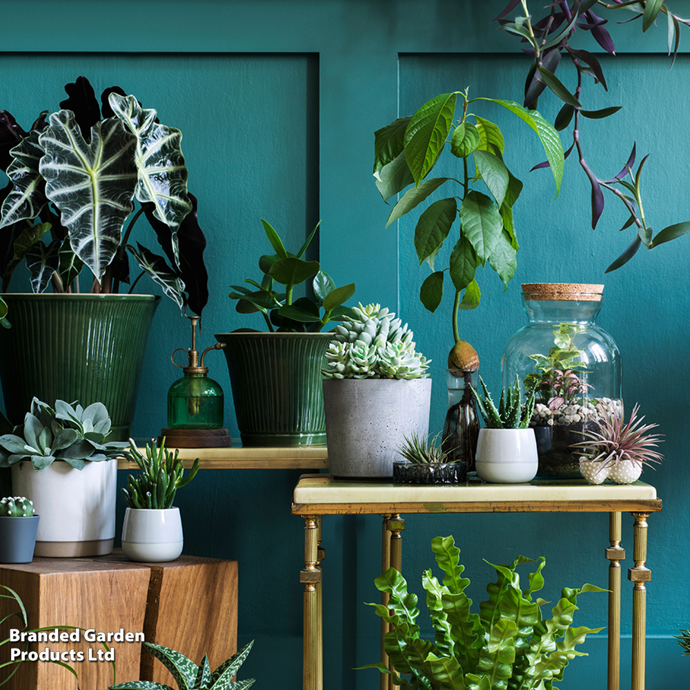 Nurseryman?s Choice House Plant Mix image