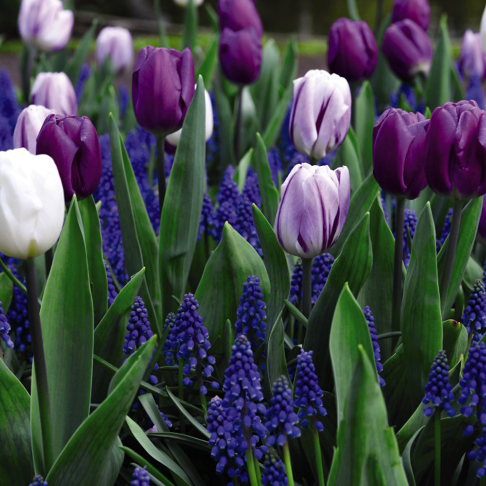 Tulip and Muscari 'Purple Rain Mix' image