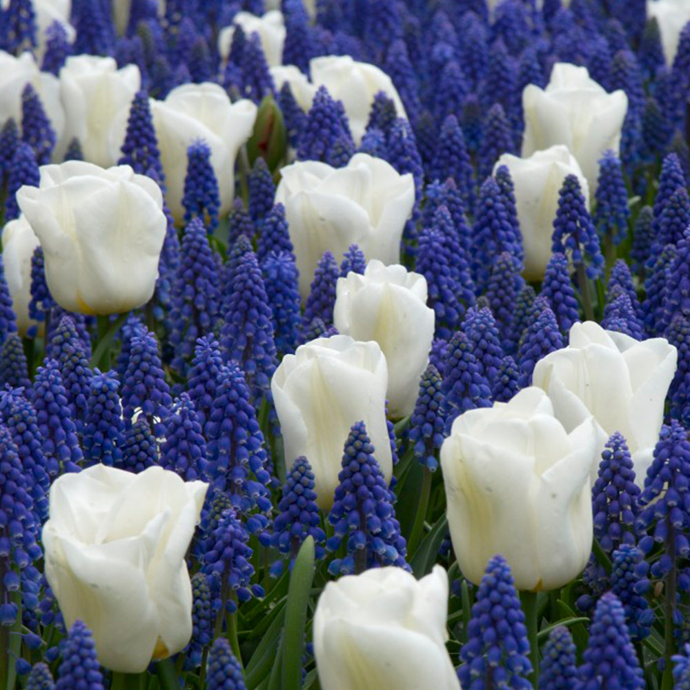 Tulip 'White' and Muscari 'Blue' Mix image