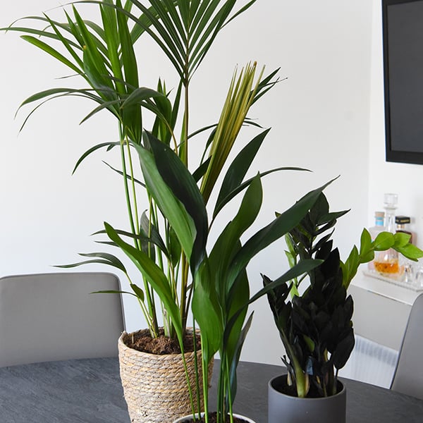 Almost Unkillable Houseplant Mixed Pot Collection image