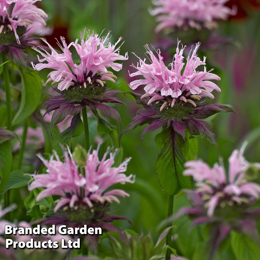 Monarda 'Beauty of Cobham' image