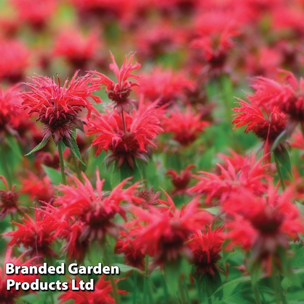 Monarda 'Cambridge Scarlet' image