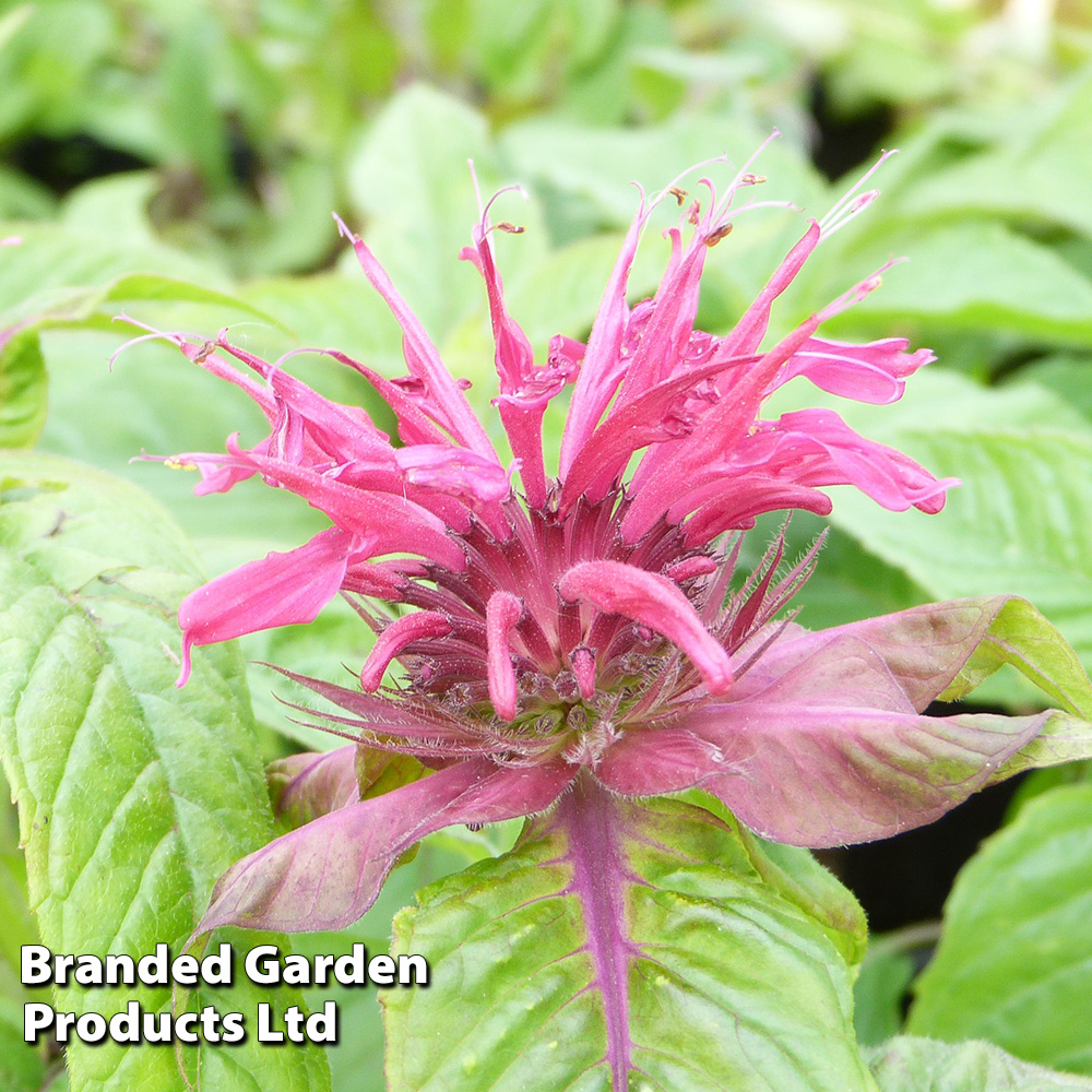 Monarda 'Mahogany' image