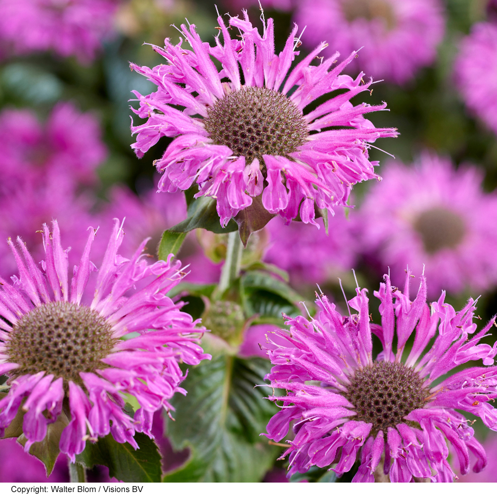 Monarda 'Elegant Magenta' image