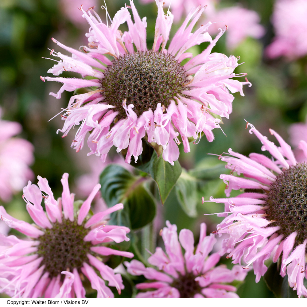 Monarda 'Elegant Pink' image