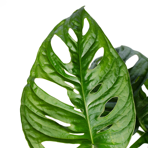 Monstera adansonii image