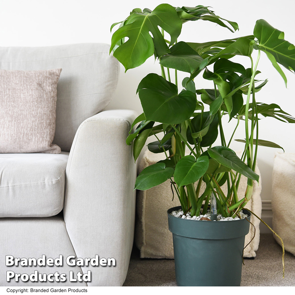 Monstera deliciosa in hydro pot from Dobies