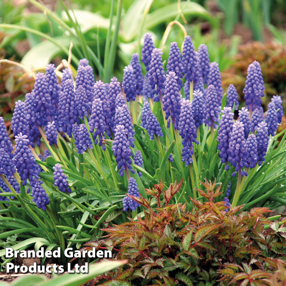 Muscari armeniacum image