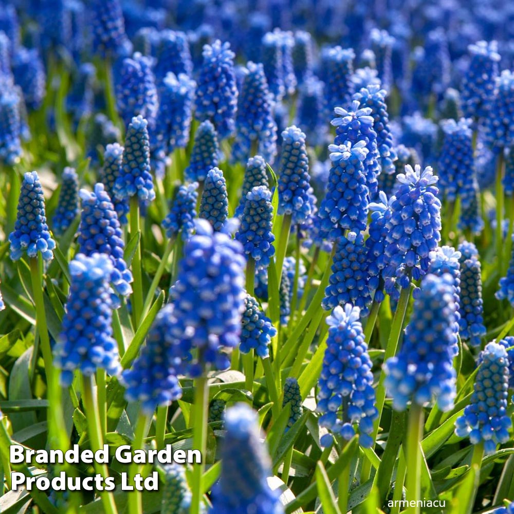 Muscari Duo image