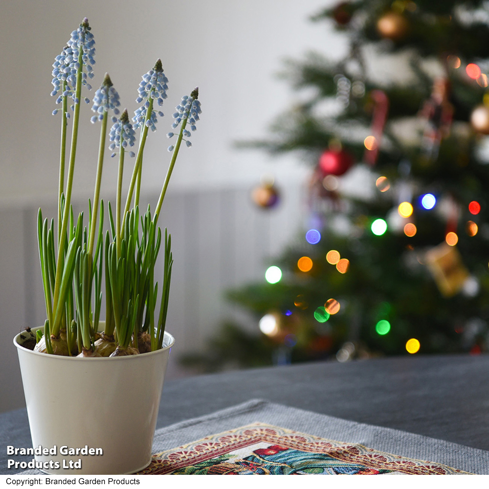 Muscari 'Early Bird' image