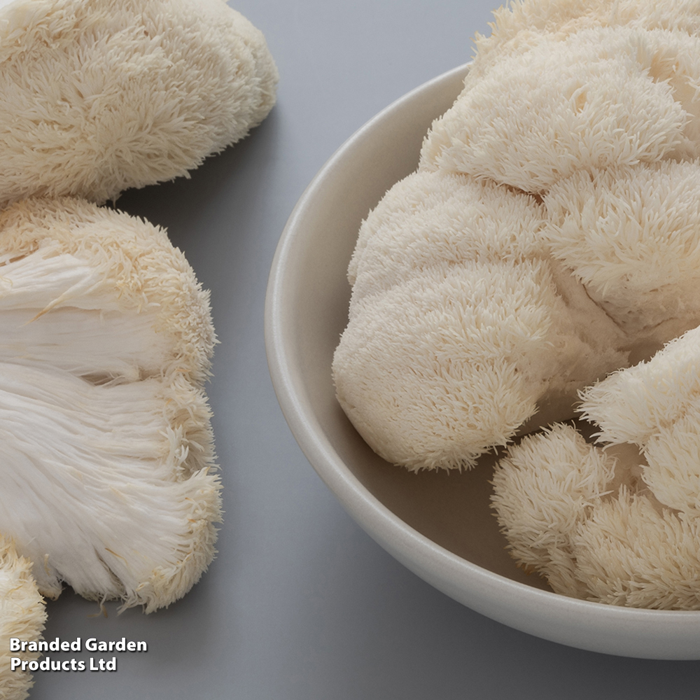 Mushroom Windowsill Kit - Lion's Mane image