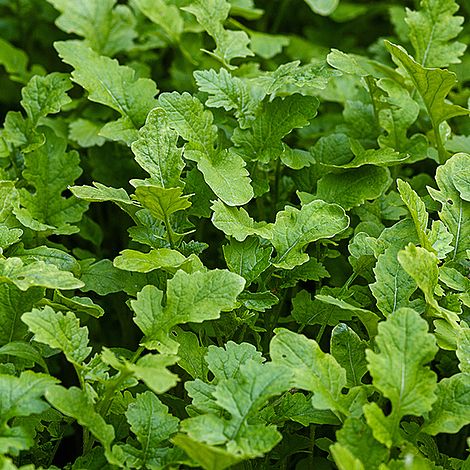 Mustard Leaves (Autumn Sowing Mix) - Seeds image